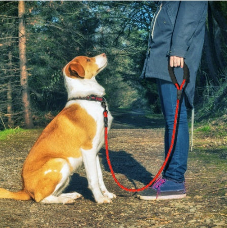 Reflective Nylon Dog Leash – Strong, Lightweight Walking & Training Lead for All Dogs
